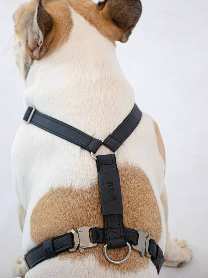 Qisu - Dog Harness | Air Collection: / Curry