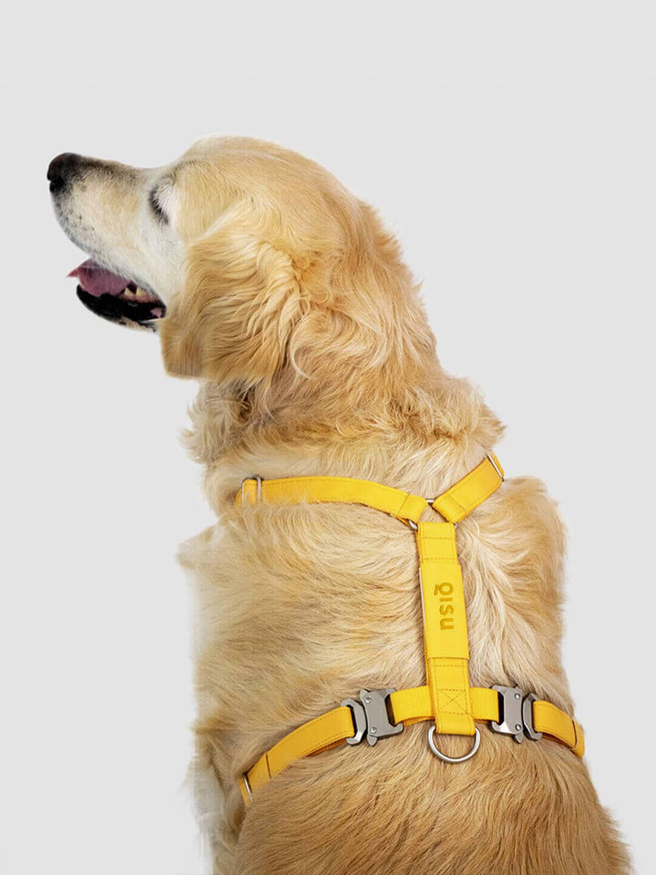 Qisu - Dog Harness | Air Collection: / Kiwi