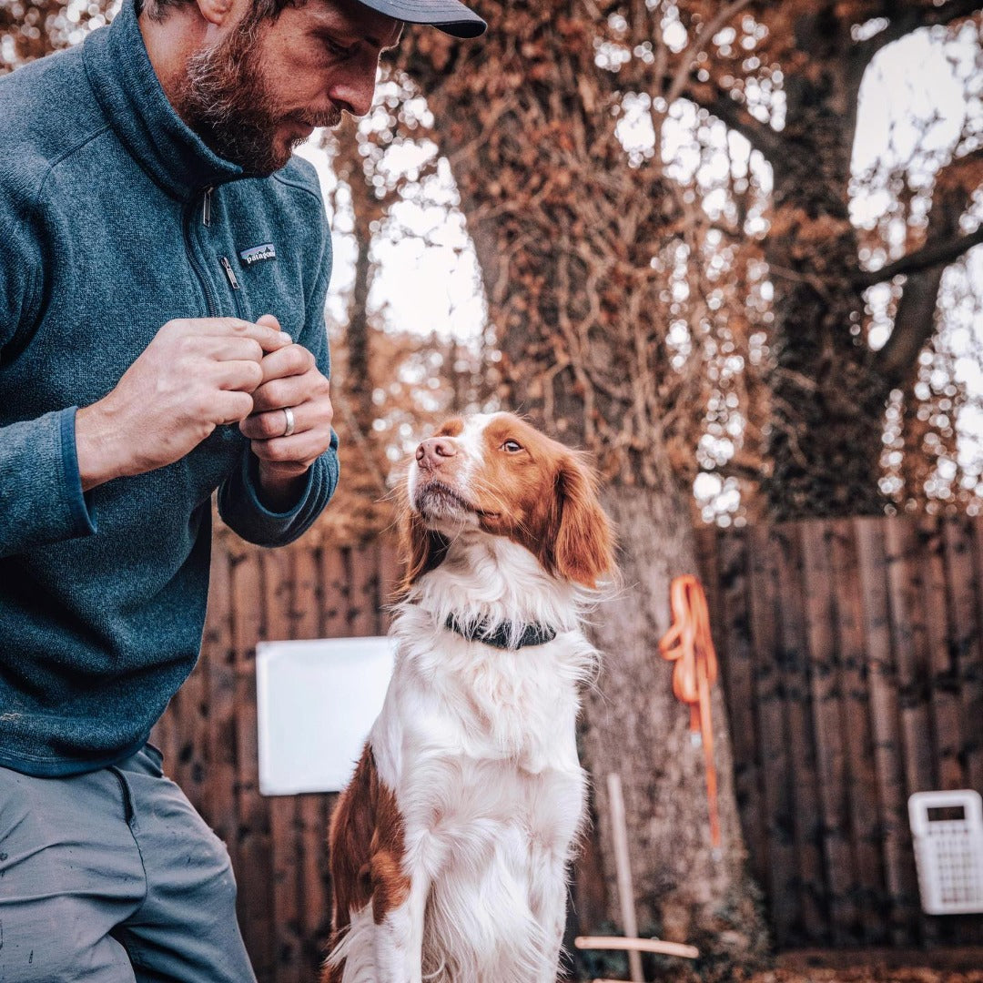 Dog Training: Basics - 3 week course 1-2-1