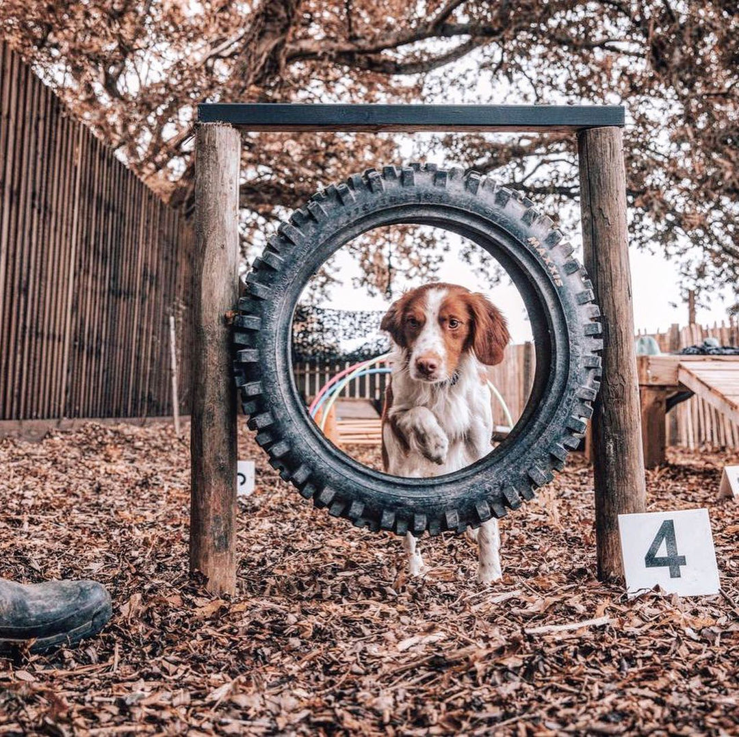 'Doggy Training 101' + Postgraduate Bolt-on - 8 week course