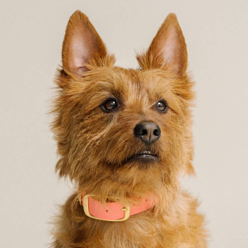 GULA DOG CARE - GULA Dog Collar - Orange & Pink - 25mm