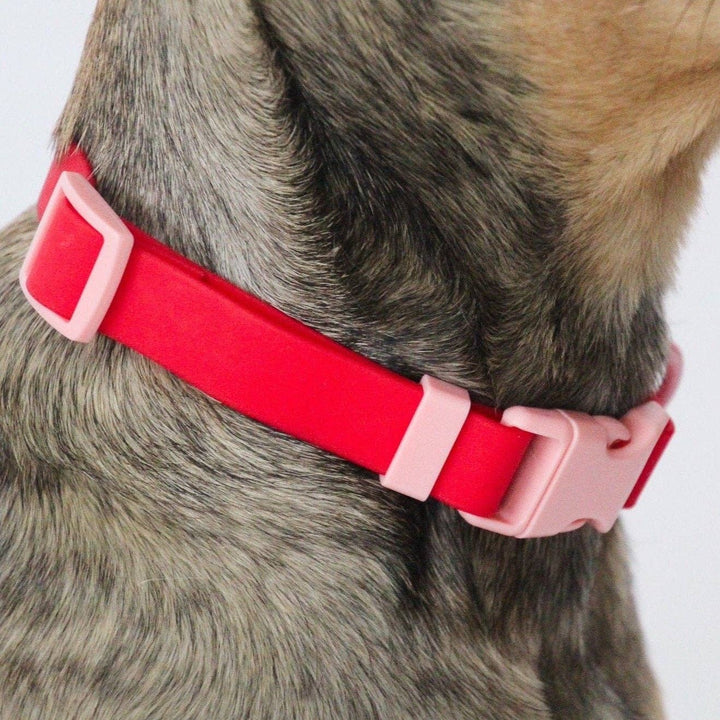 The Fritz Collar - Durable, Waterproof & Two-Tone | Cherry
