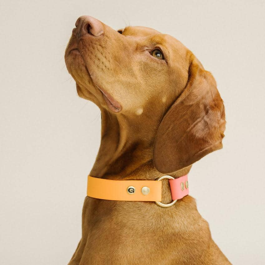 GULA DOG CARE GULA Dog Collar Orange Pink 25mm - Main Image