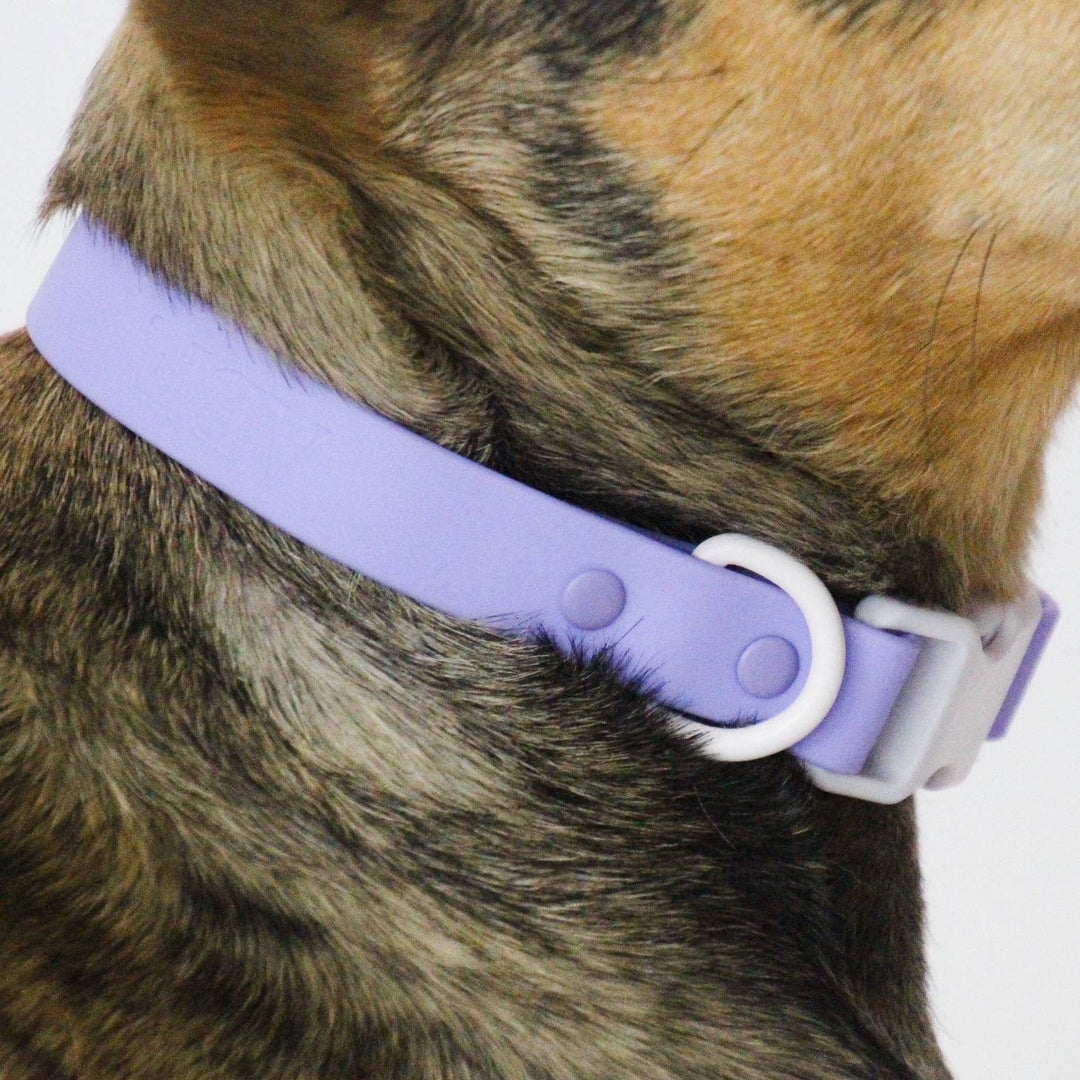 The Fritz Collar - Durable, Waterproof & Two-Tone | Lilac