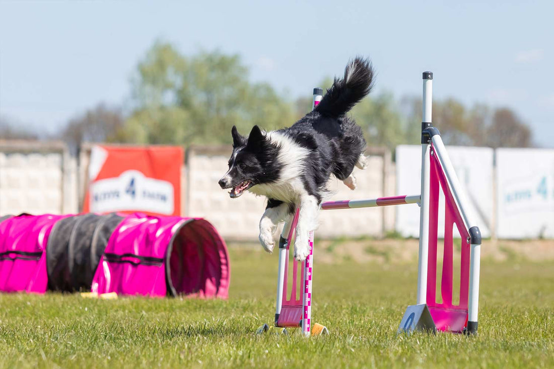 The Importance of Mental Stimulation for Dogs