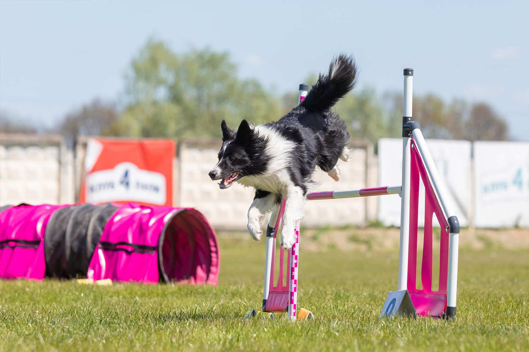 The Importance of Mental Stimulation for Dogs