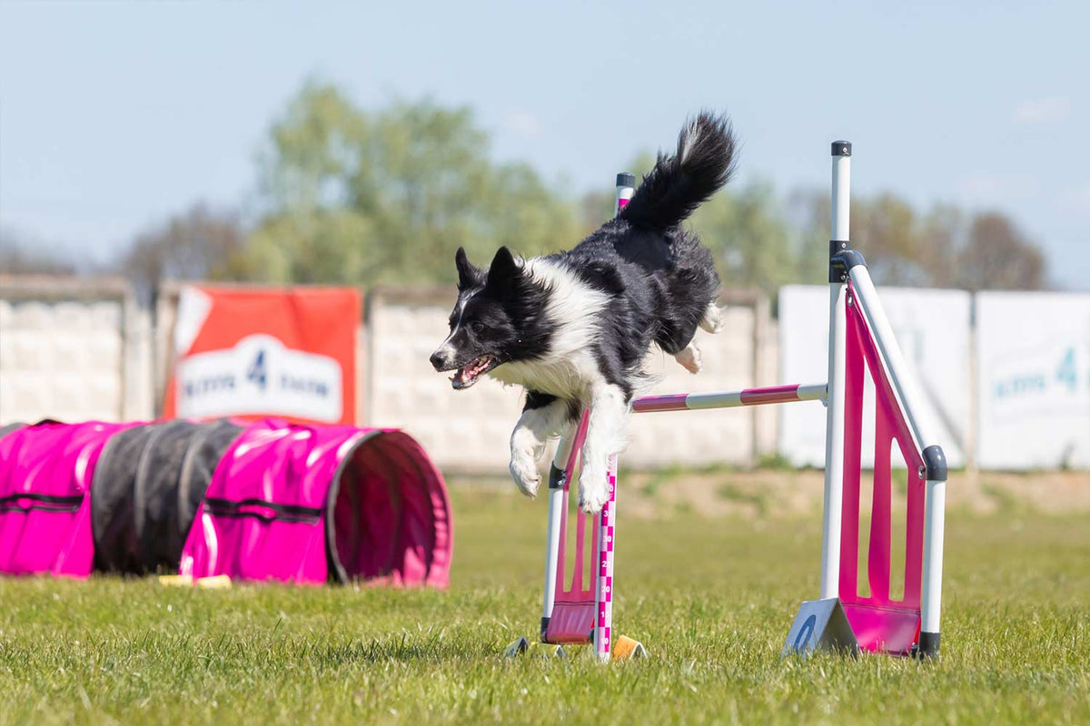 The Importance of Mental Stimulation for Dogs