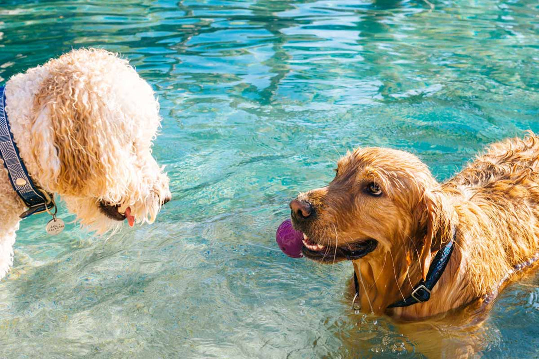 Two dogs enjoying a swim on a sunny day at a dog-friendly swimming spot in London