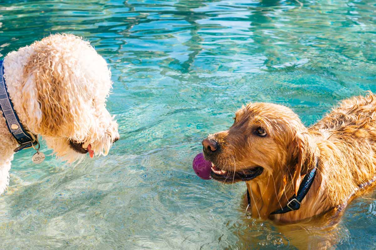 Two dogs enjoying a swim on a sunny day at a dog-friendly swimming spot in London