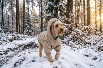 Winter Care Tips for Dogs: Keeping Your Pup Comfortable and Healthy