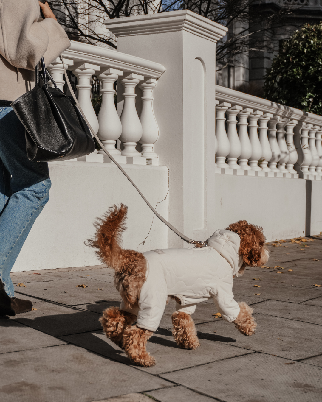 Dog Coats & Raincoats