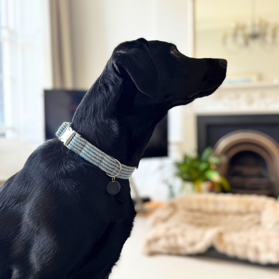 Dog Collars