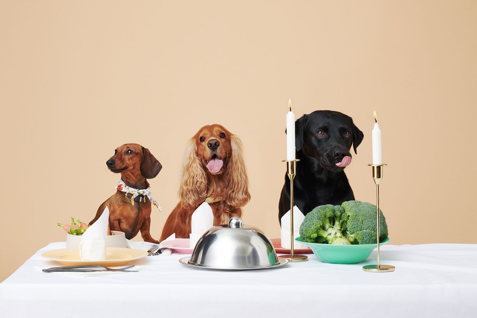 Dog Food