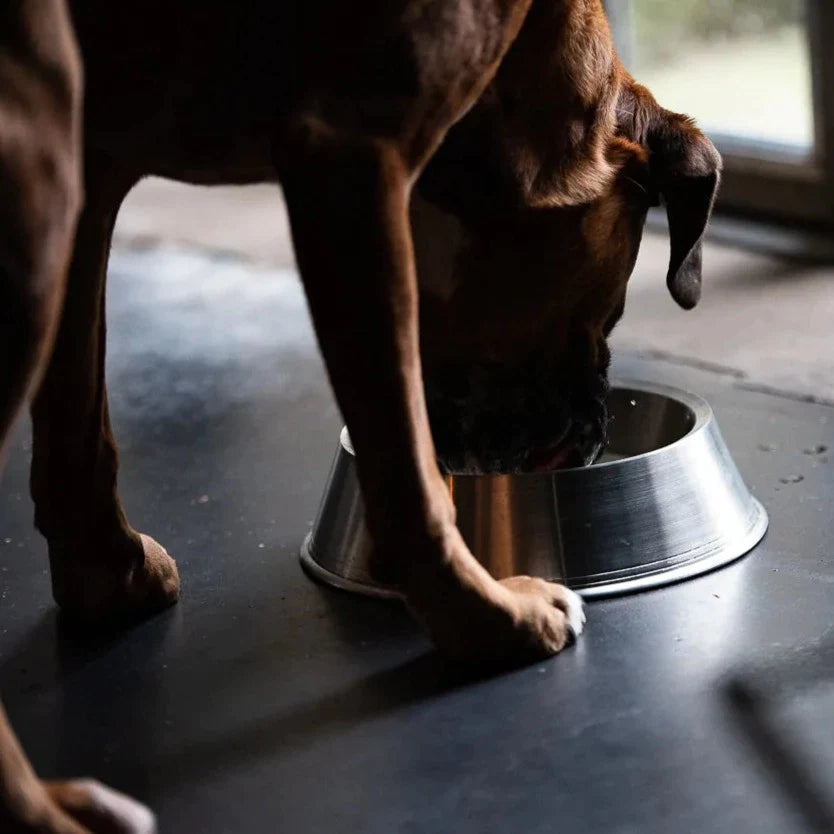 Dog Bowls