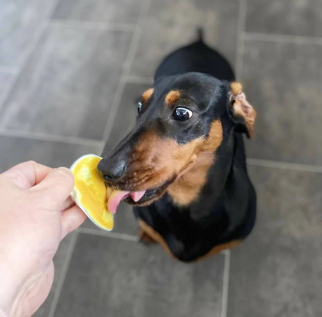 Puppy