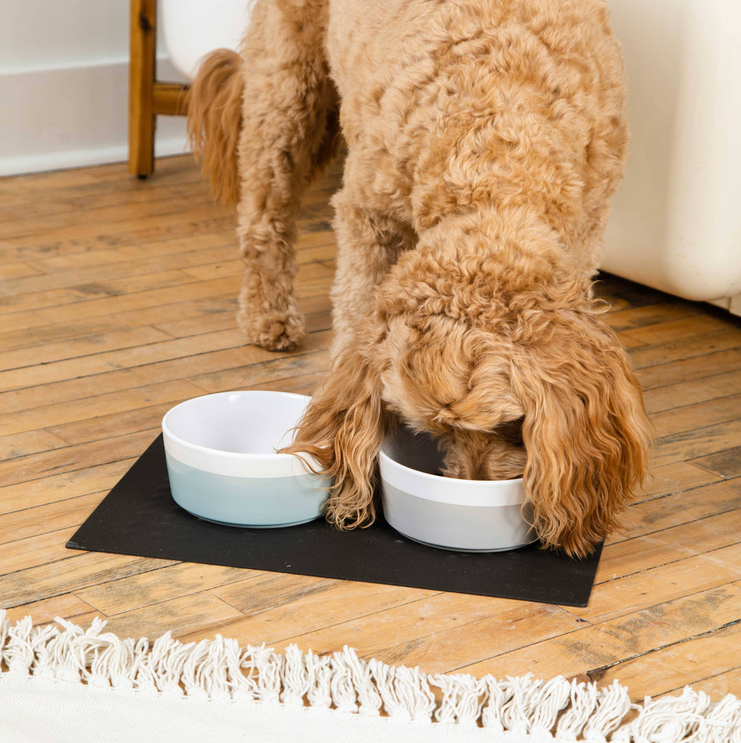 Dog Bowls & Feeding