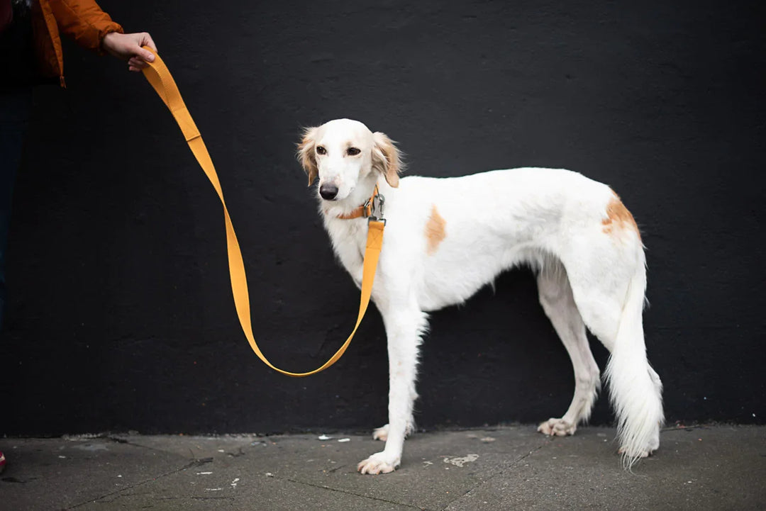 Dog Leads