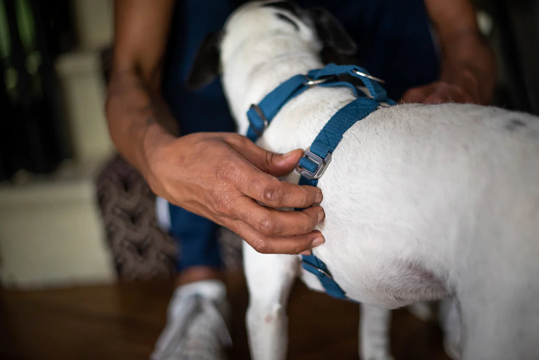 Hindquarters Puddle Blue Dog Harness