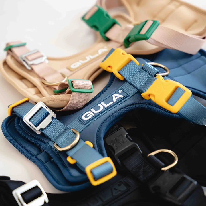 Dog Harness New - Bleu & Yellow M