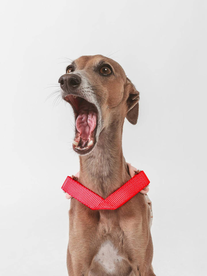 Qisu - Dog Harness | Hug Harness: / Navy