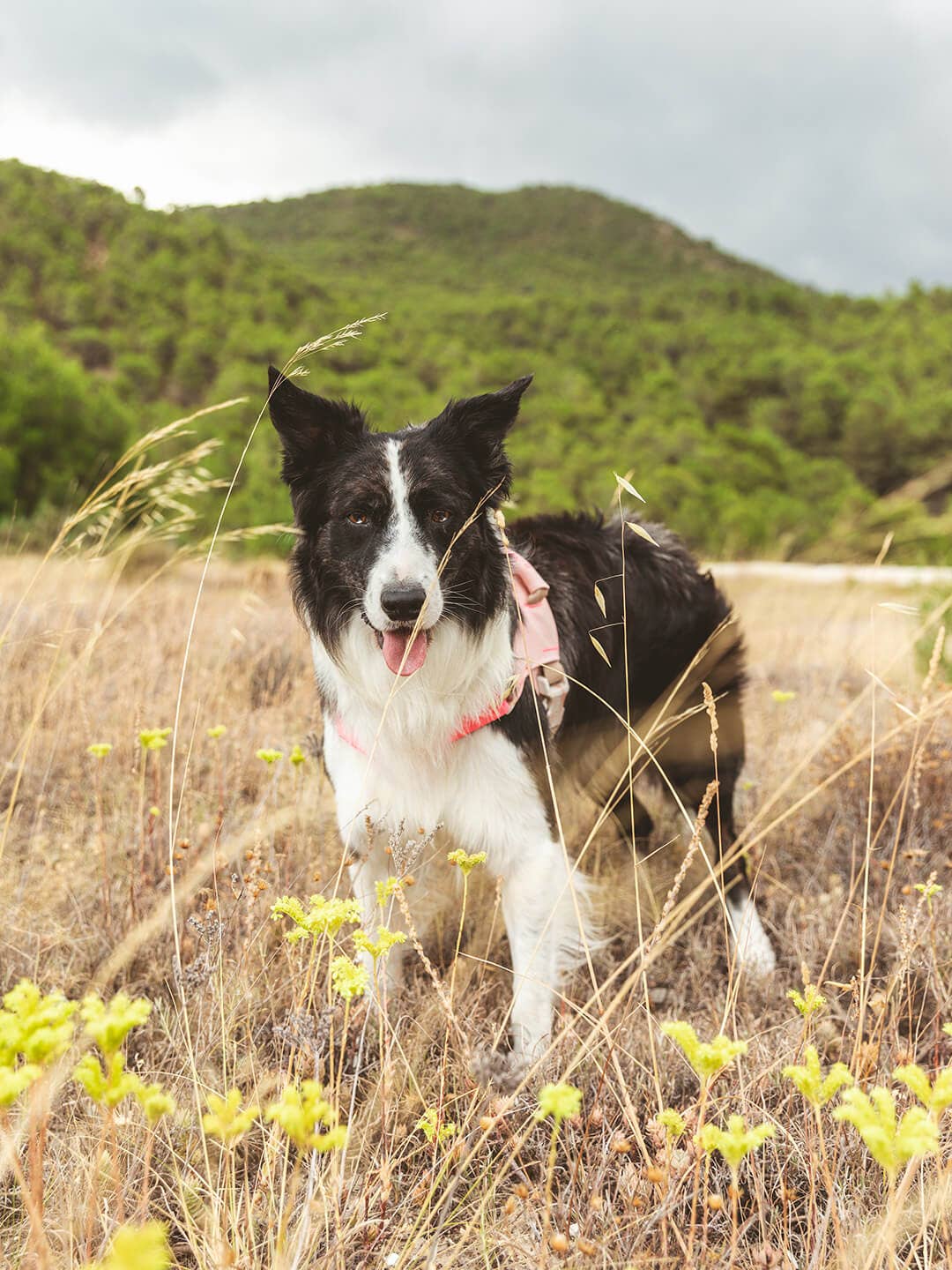 Qisu - Dog Harness | Hug Harness: / Light pink