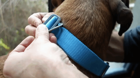 Hindquarters Sky Blue Dog Collar