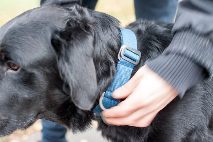 Hindquarters Puddle Blue Dog Collar