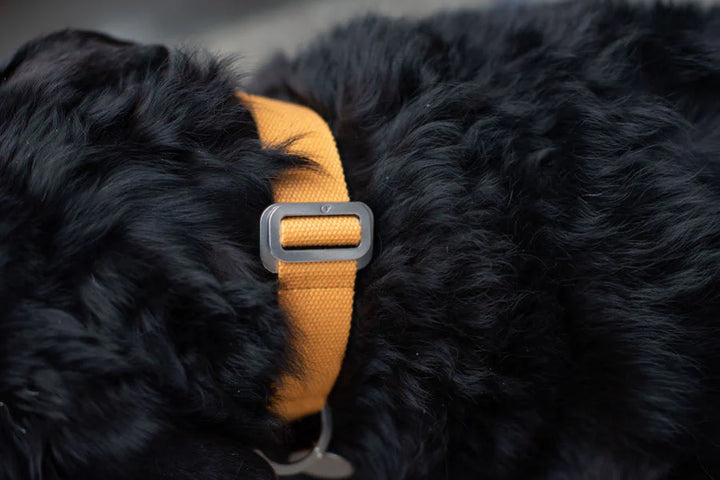 Hindquarters Mustard Dog Collar
