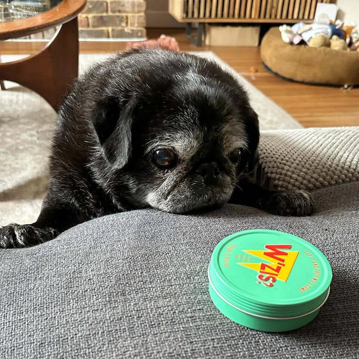 Slipper & Biscuit Tin of Dog Treats