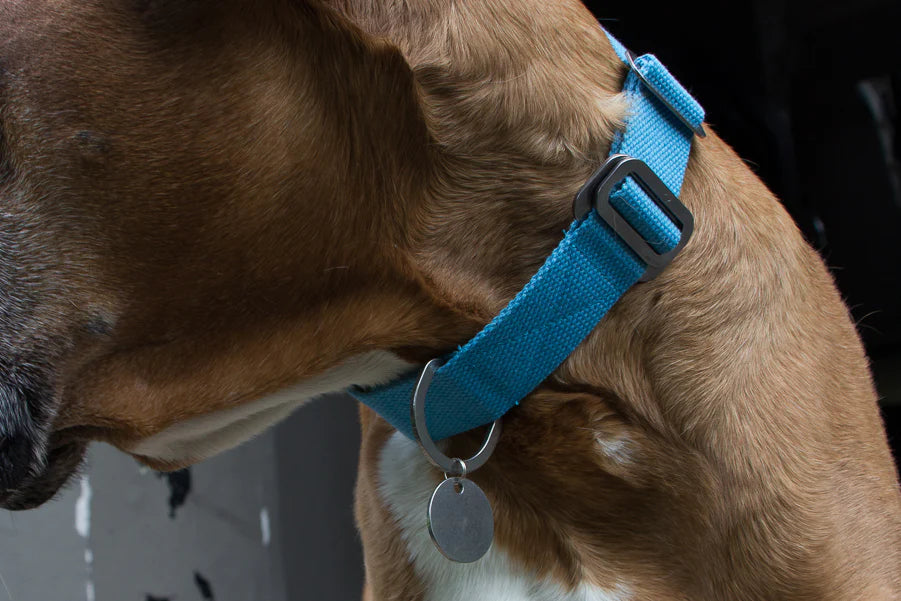 Hindquarters Sky Blue Dog Collar