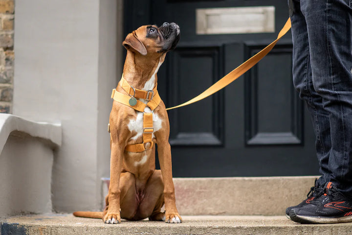 Hindquarters Mustard Dog Harness