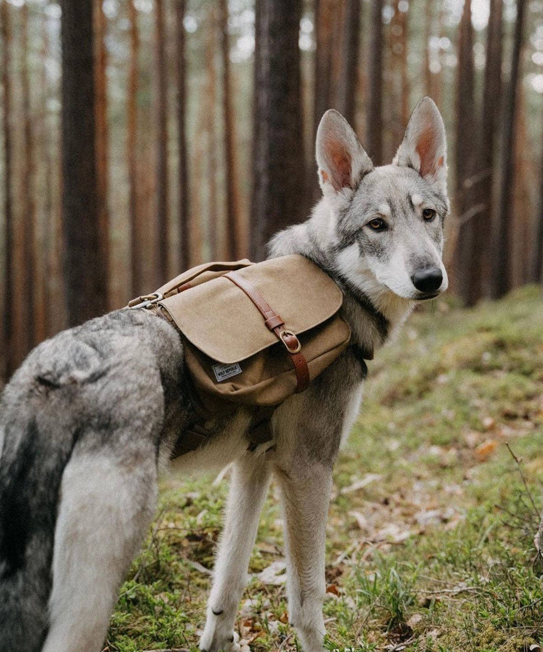Wolf Republic - Ranger Pack