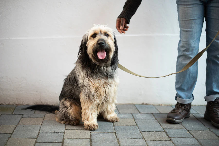 Hindquarters Khaki Lead