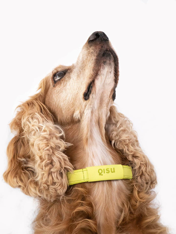 Qisu - Dog Collar | Air Collection: / Curry
