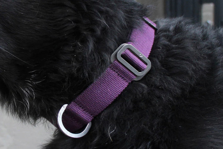 Hindquarters Plum Dog Collar