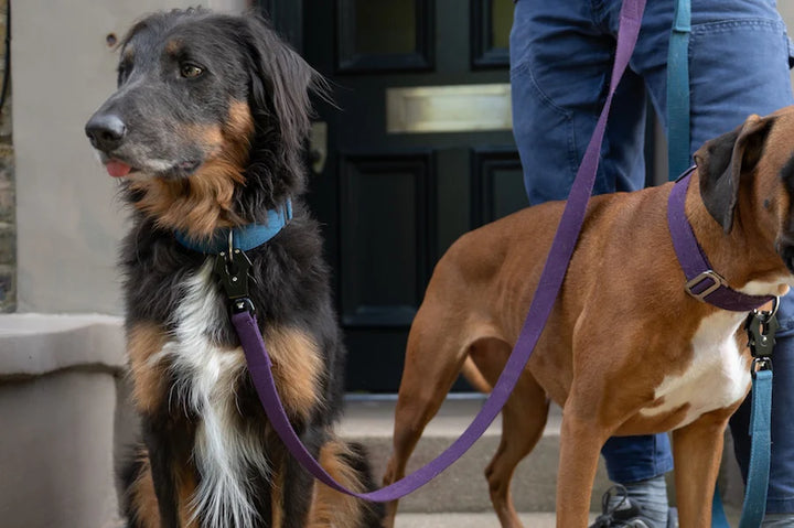 Hindquarters Purple Lead