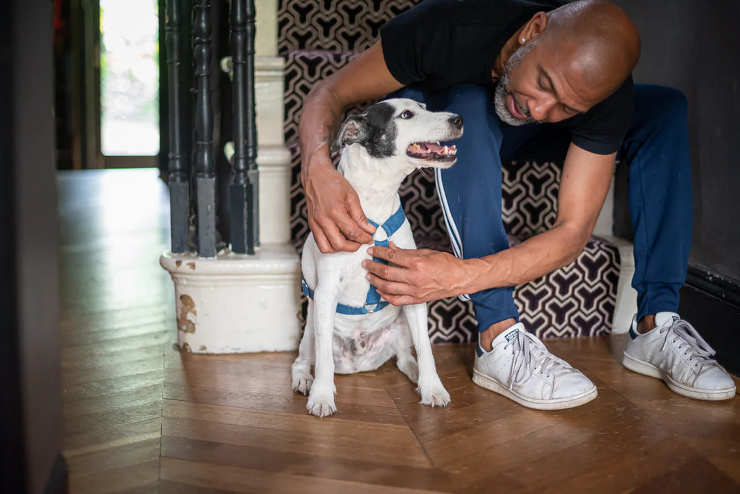 Hindquarters Puddle Blue Dog Harness