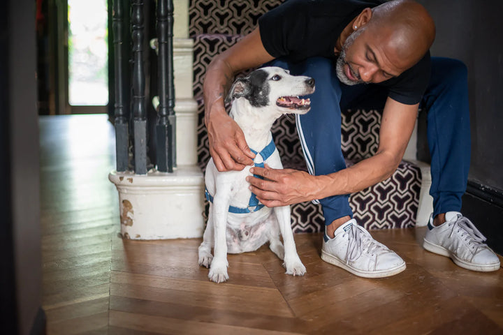 Hindquarters Puddle Blue Dog Harness