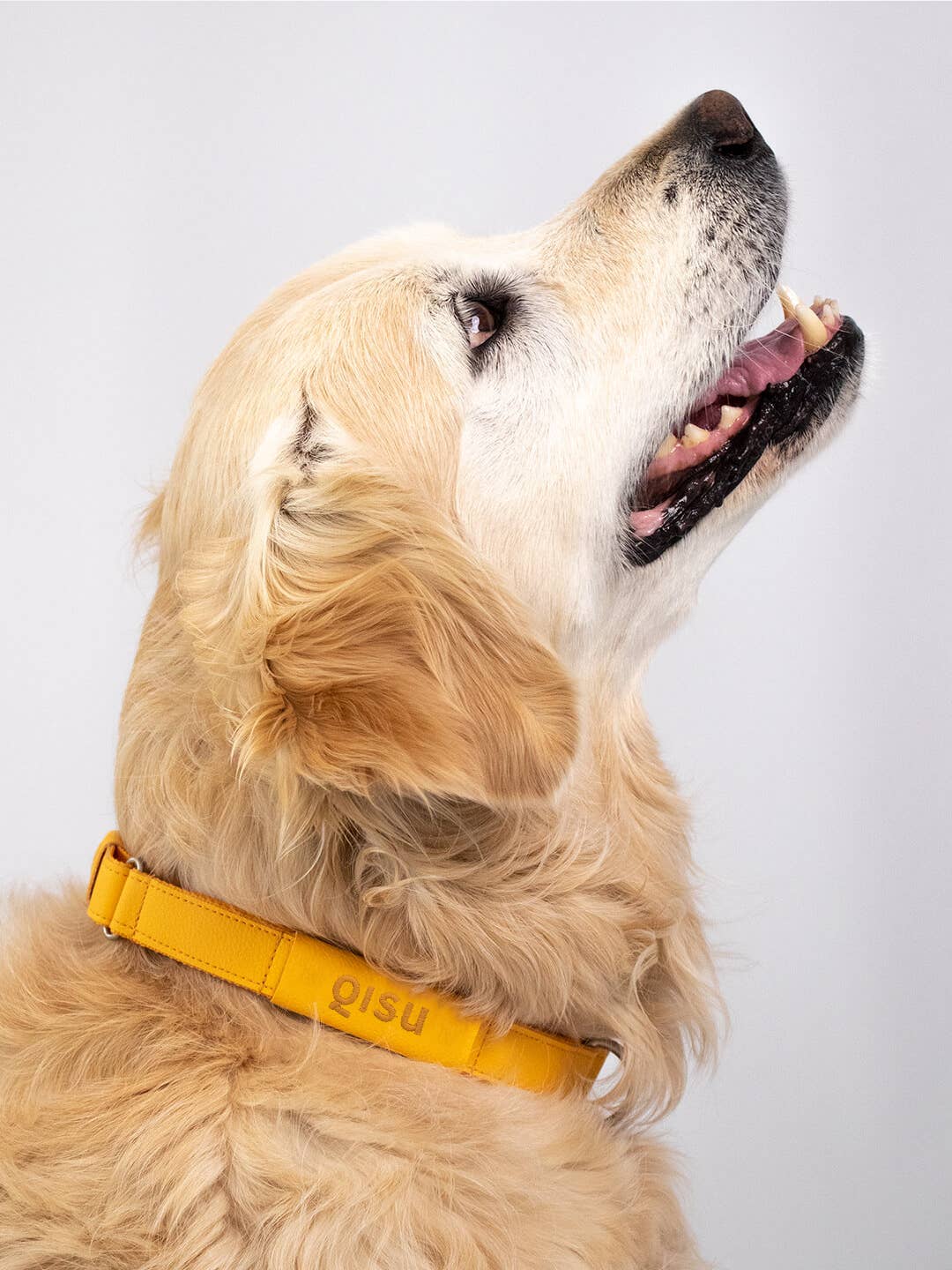 Qisu - Dog Collar | Air Collection: / Kiwi
