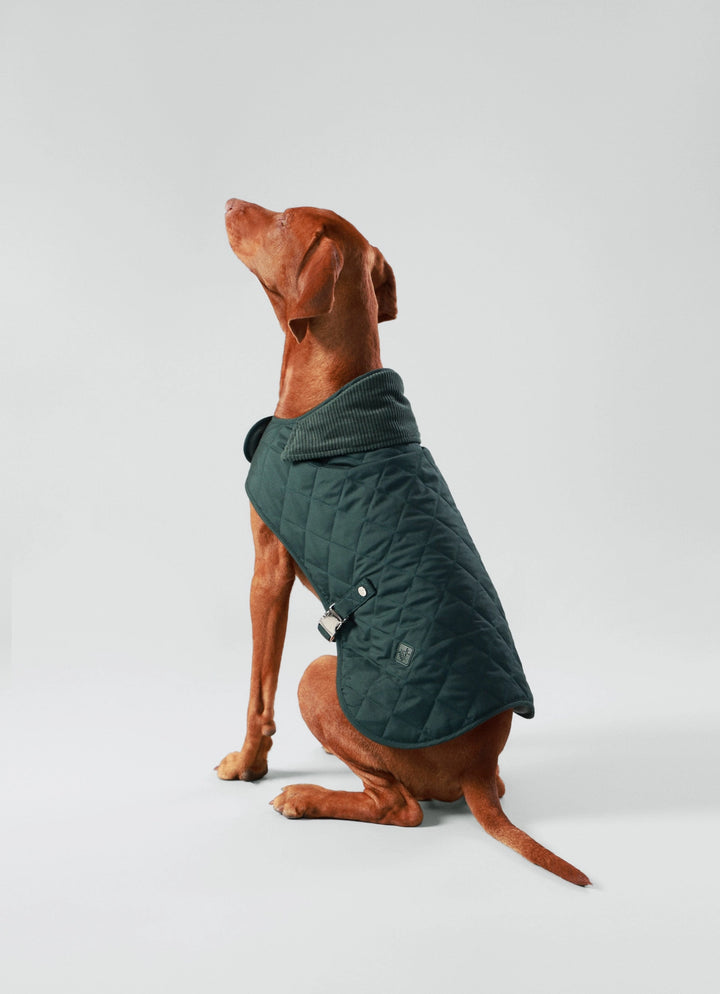 Hackett X Hugo Hudson Forest Green Quilted Dog Jacket