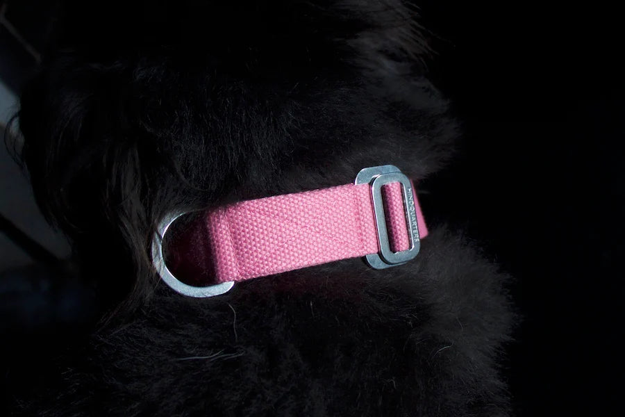 Hindquarters Pink Dog Collar