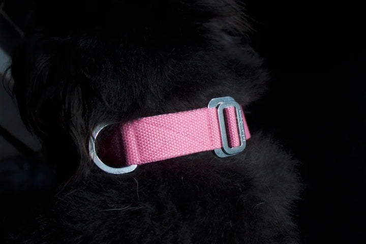 Hindquarters Pink Dog Collar