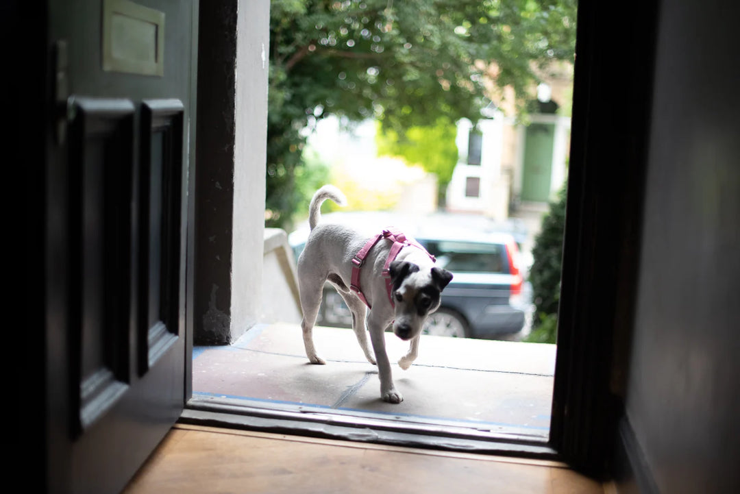 Hindquarters Pink Dog Harness