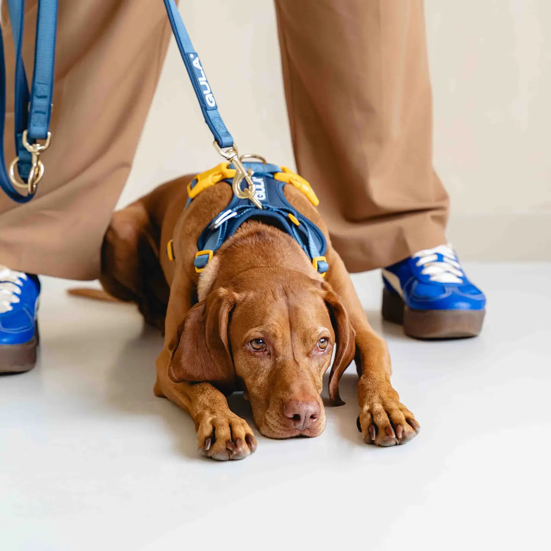 Dog Harness New - Bleu & Yellow M