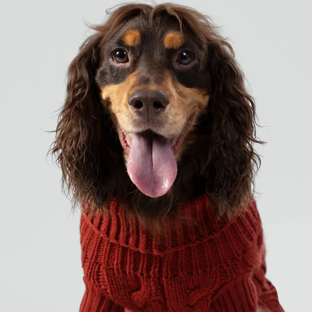 Hackett X Hugo Hudson Cable Knit Pullover Dog Jumper - Brick