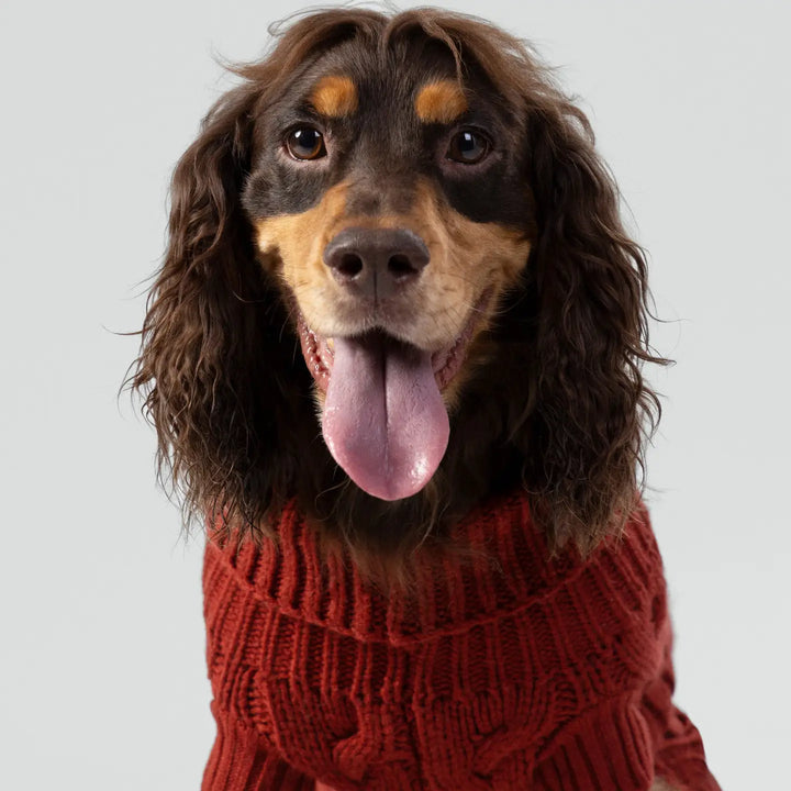 Hackett X Hugo Hudson Cable Knit Pullover Dog Jumper - Brick