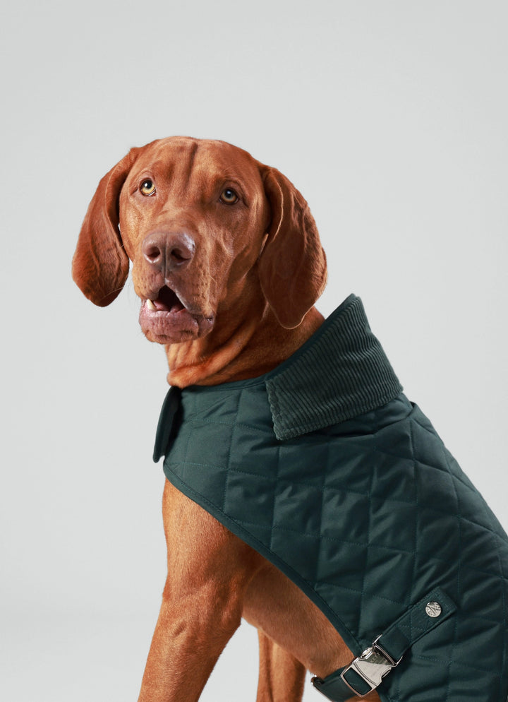 Hackett X Hugo Hudson Forest Green Quilted Dog Jacket