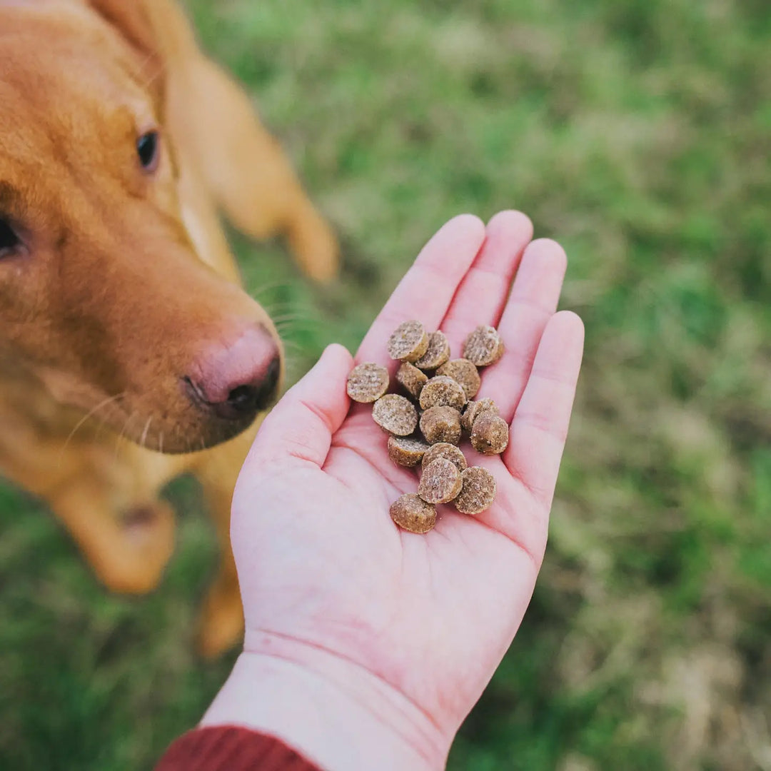 Christmas Lunch Bites For Dogs