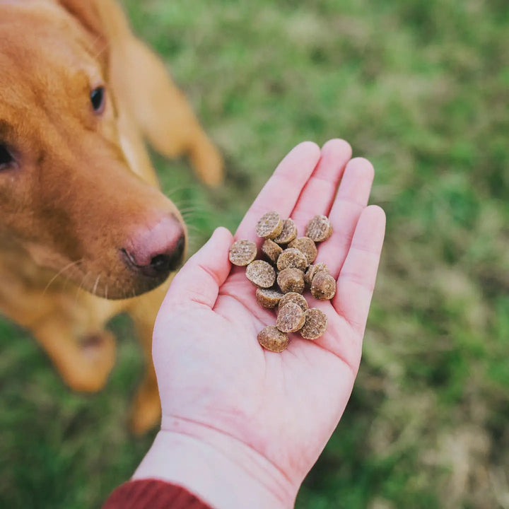 Christmas Lunch Bites For Dogs