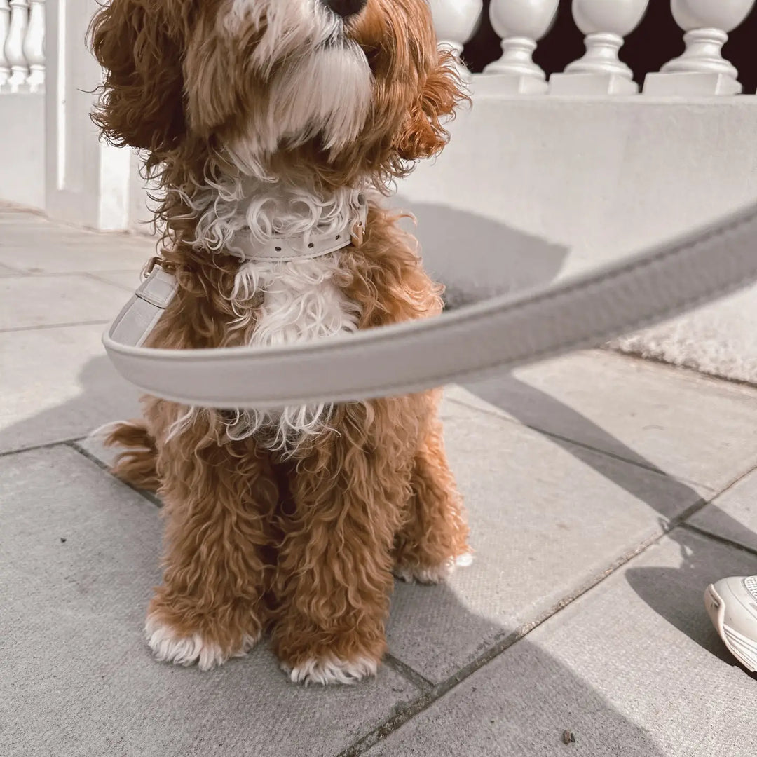 ByTeddy Marshmallow┃Studio Lead